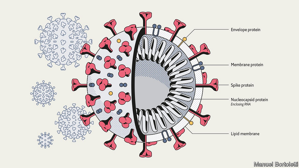 Diagram of the coronavirus