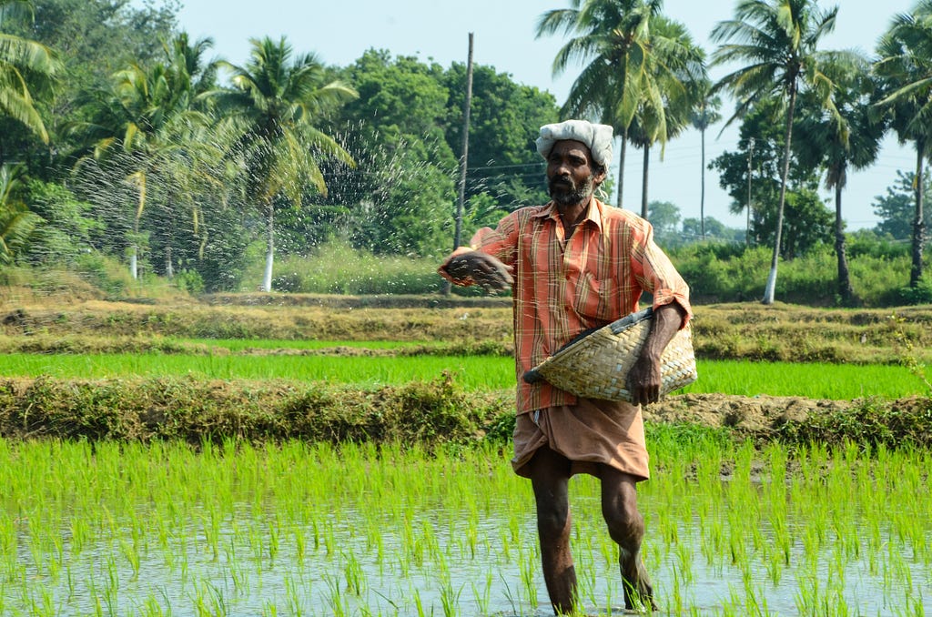 a man on rice field