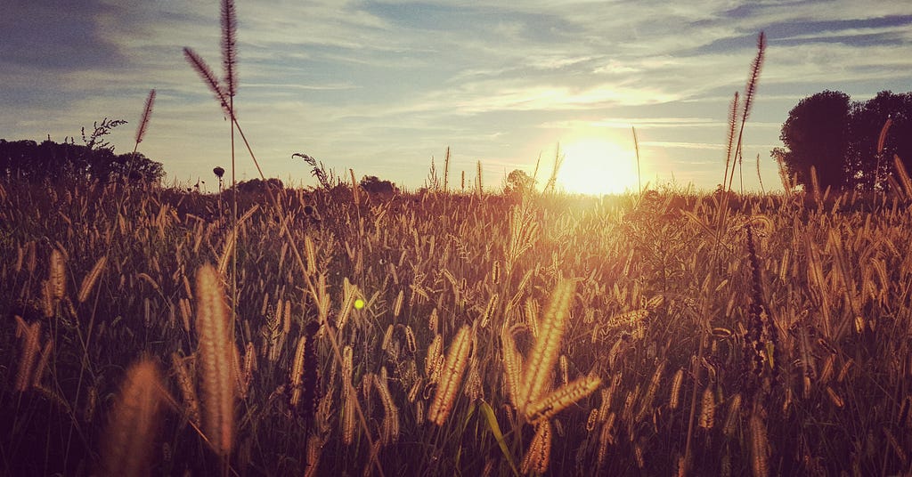 A field of wheat at sunset