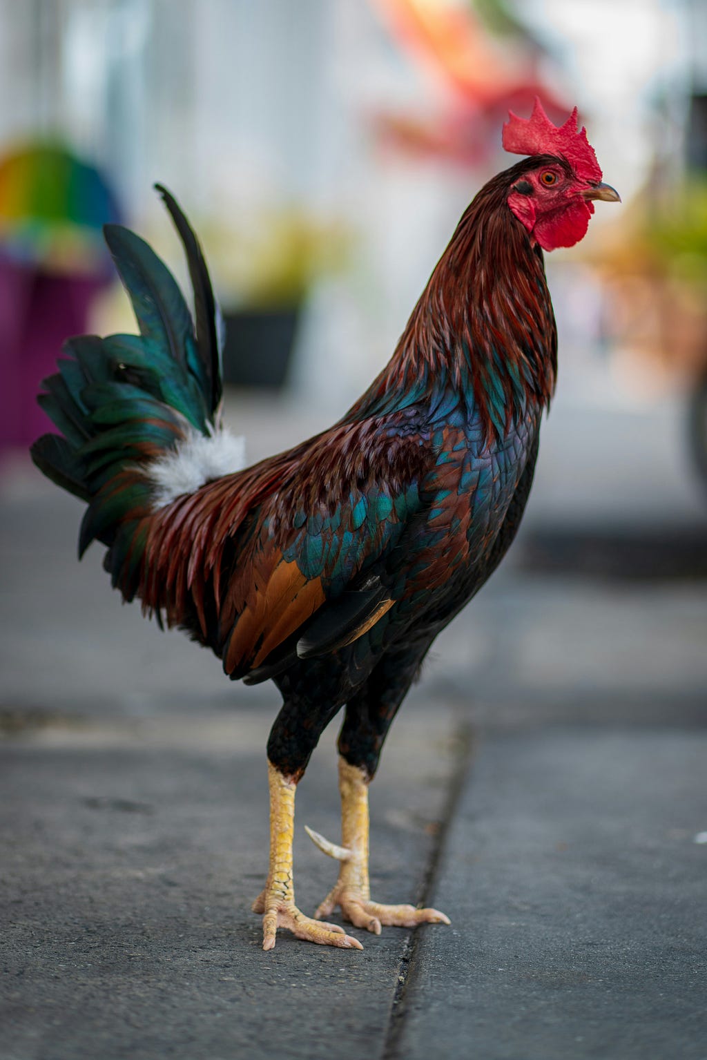 Rooster standing tall