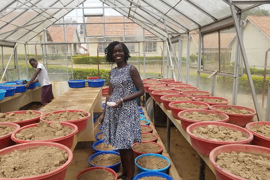 Esther Achola stands in the middle of a greenhouse surrounded by tubs of dirt and peanuts.