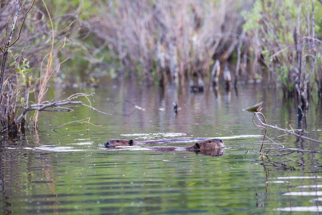 Beaver, Lamar Valley