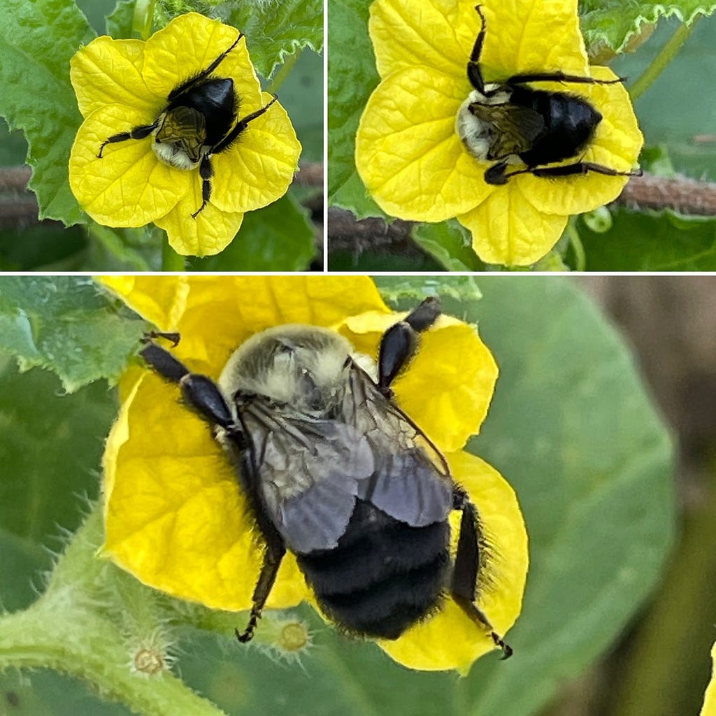 Big bee on a yellow flower