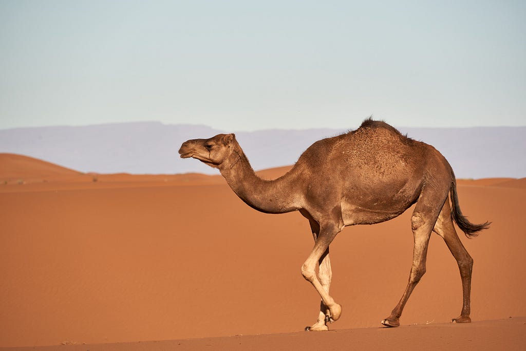 A camel in the desert