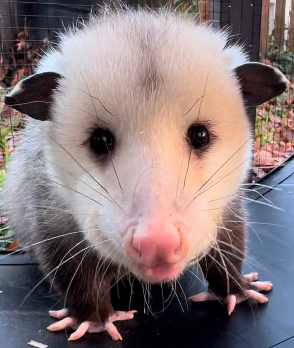 Photo of a baby possum looking at camera.