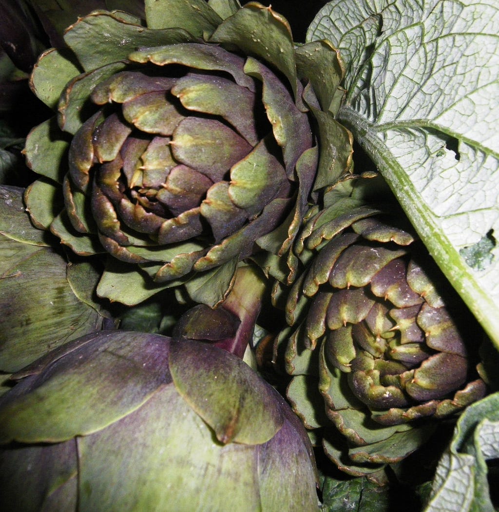 Italian variety artichokes