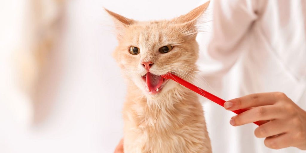 How To Brush Cat Tooth: Step By Step Steerage