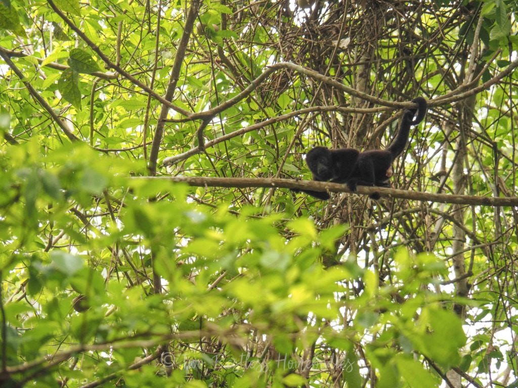 Baby howler monkey on a branch, Tikal Guatemala