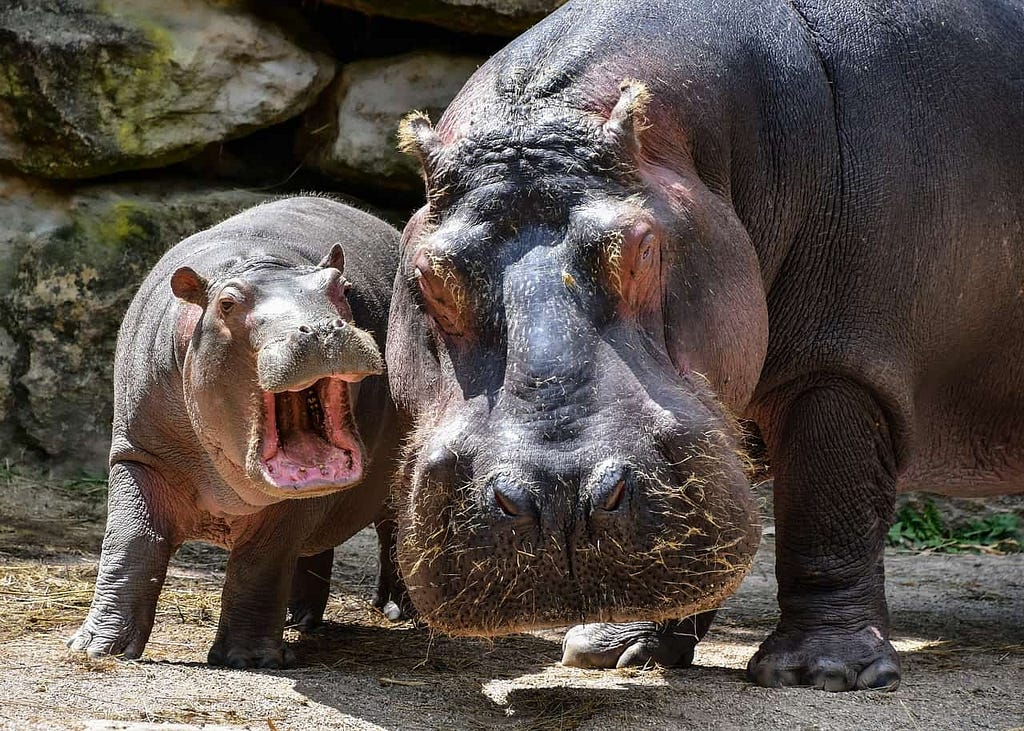 hippopotamus