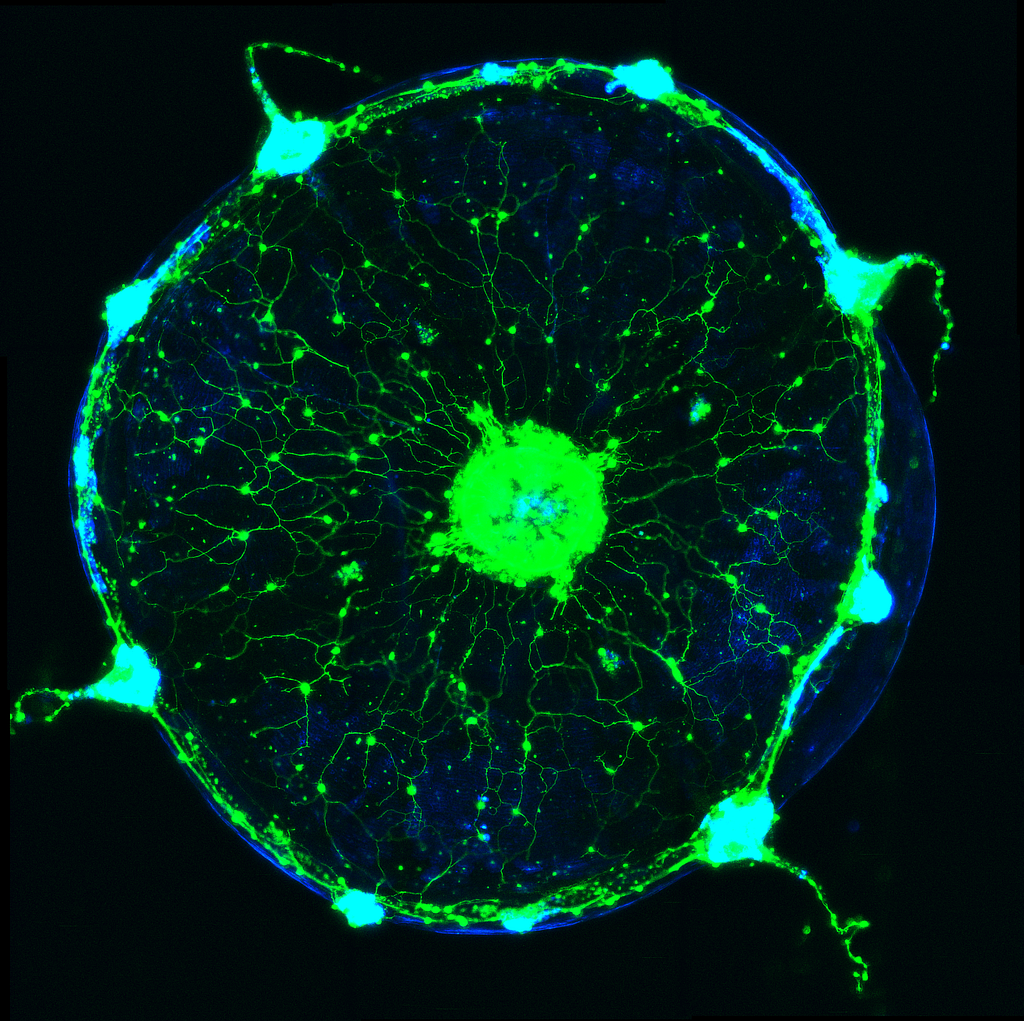 A blue-hued jellyfish seen from directly below is highlighted by a network of bright green glowing neurons