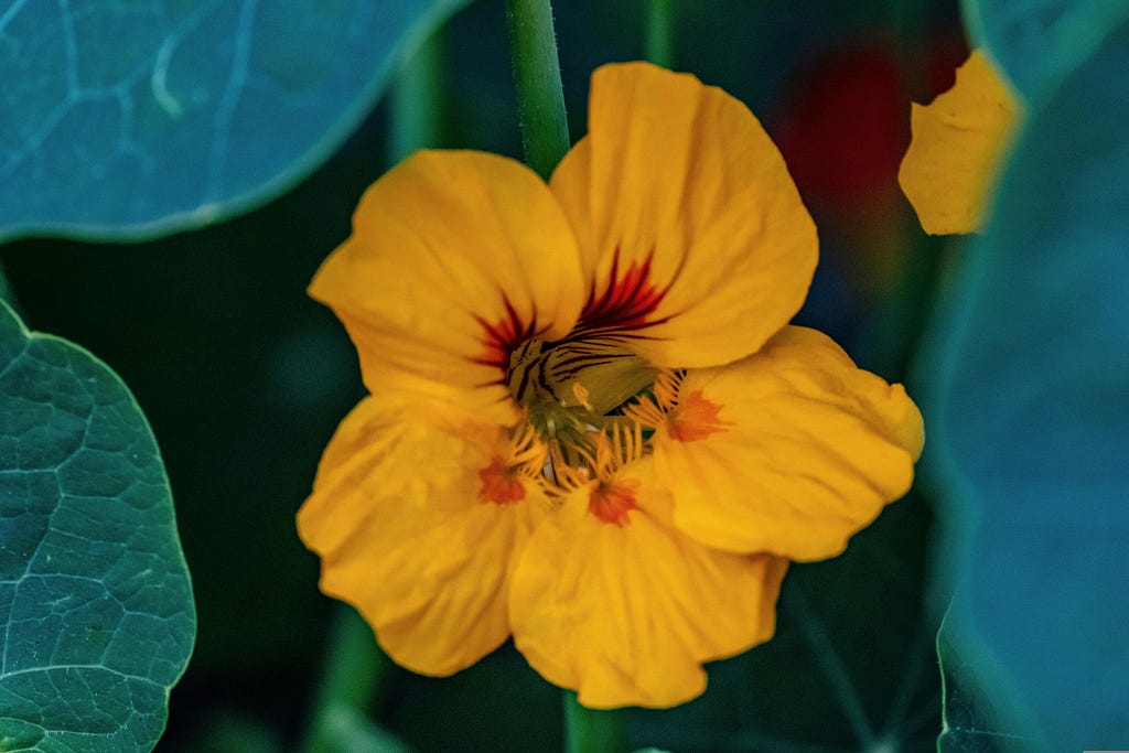 Yellow flower with red spots closer to the center surrounded by green leaves