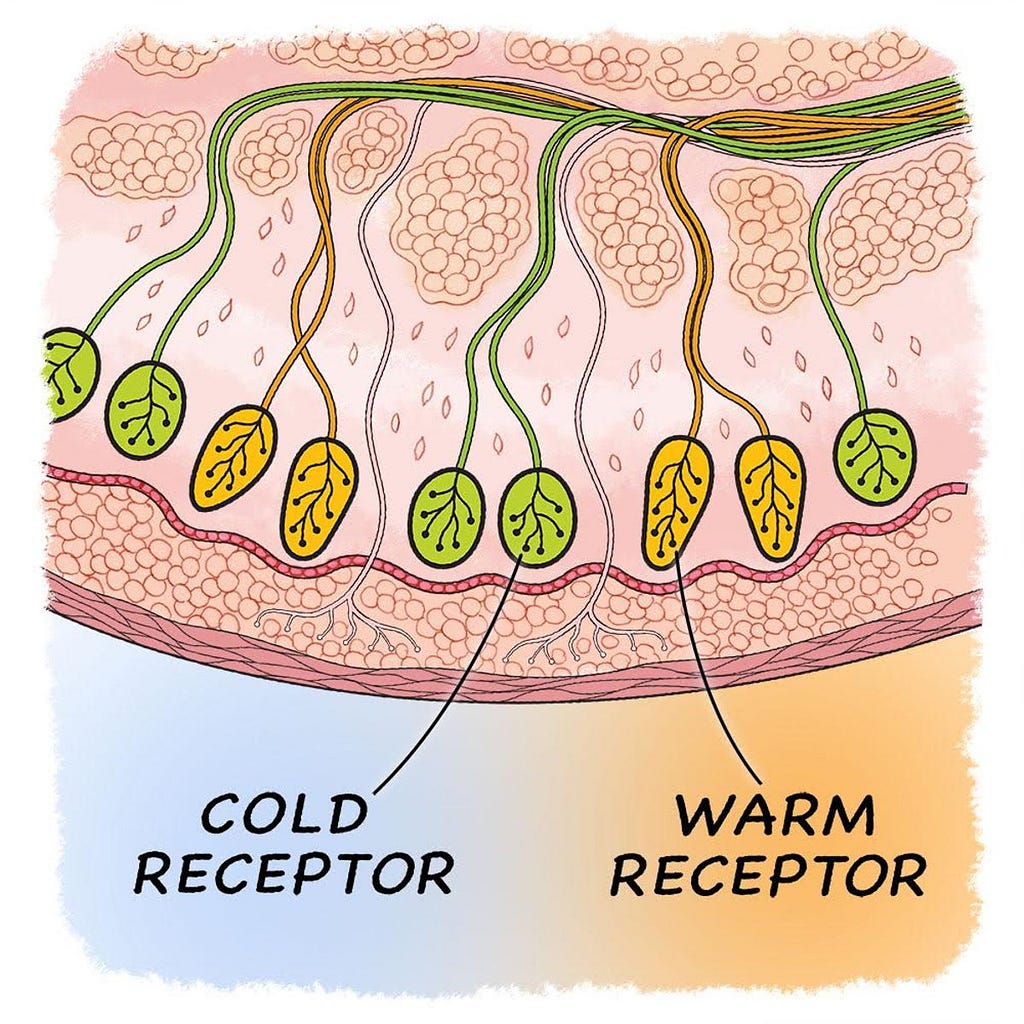 A simplified diagram of thermoreceptors in the dermis (layer of skin)