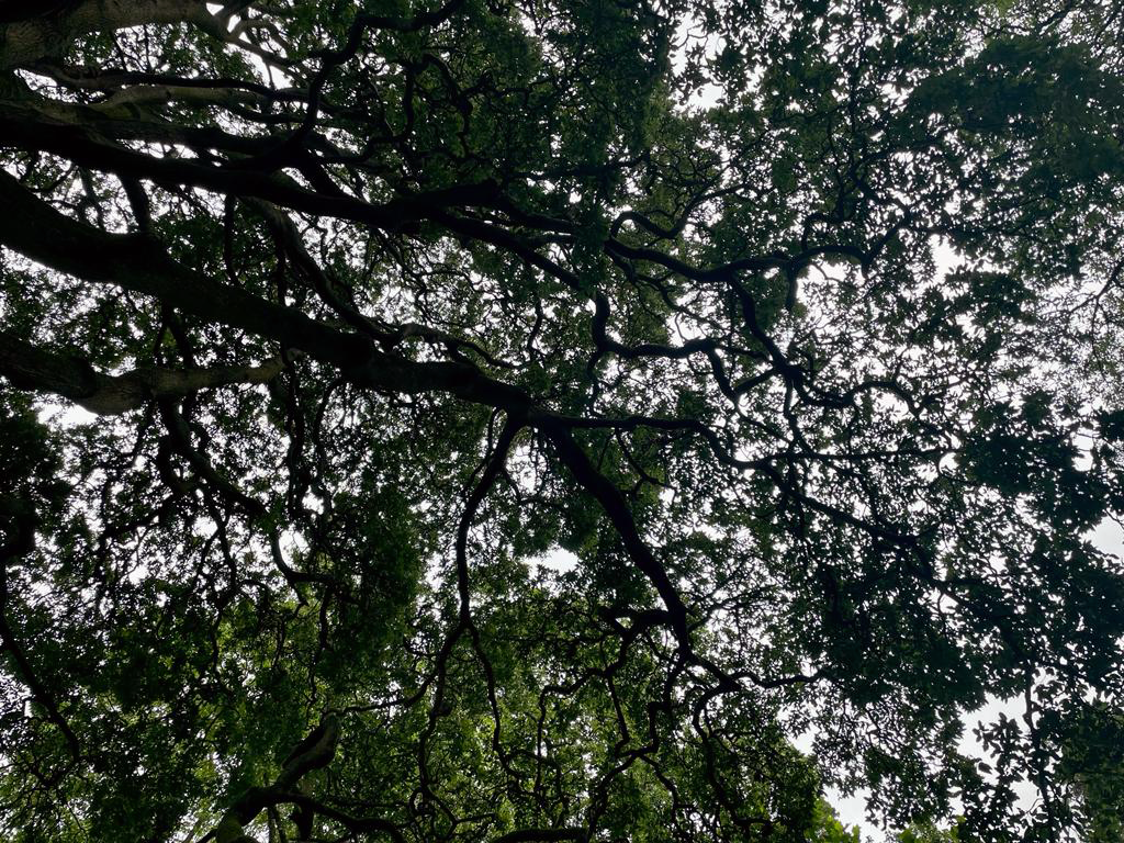A photo taken in East Devon by the author. Looking upwards in the woods to see the canopies and branches of trees interweaving.