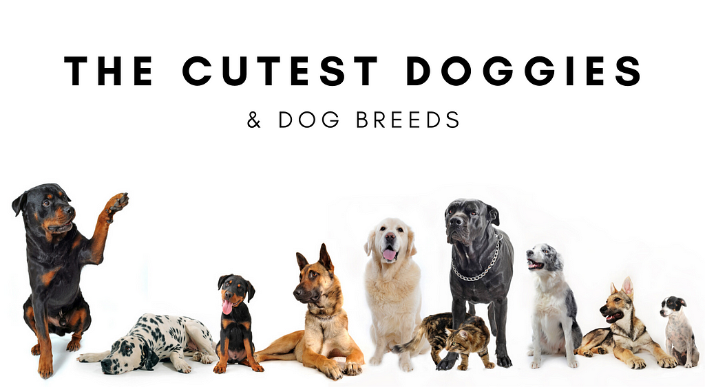 The Cutest Doggies & Dog Breeds