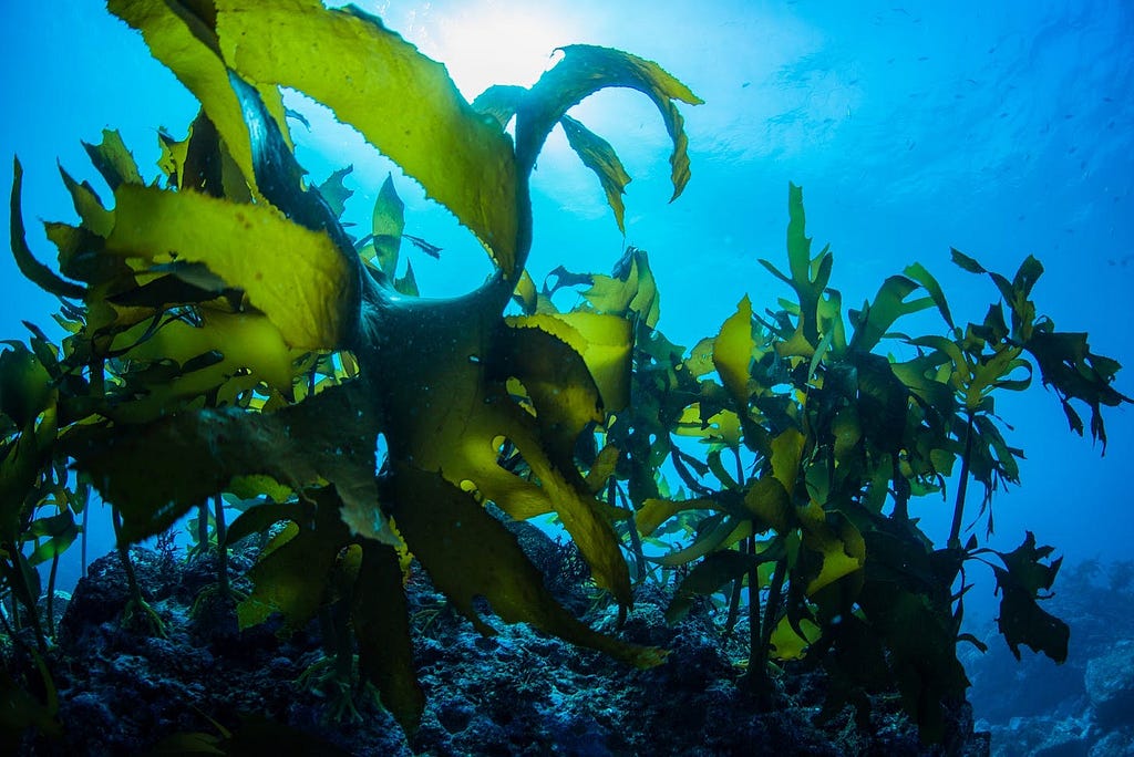 using seaweed for fulvic acid minerals