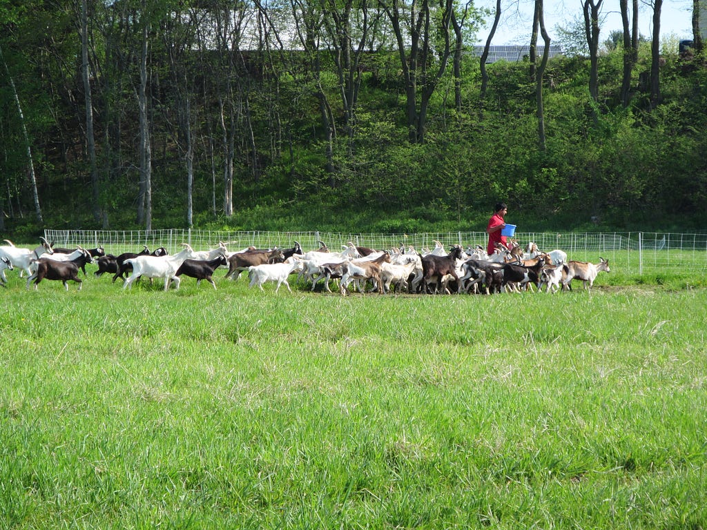 Goats_feeding_time
