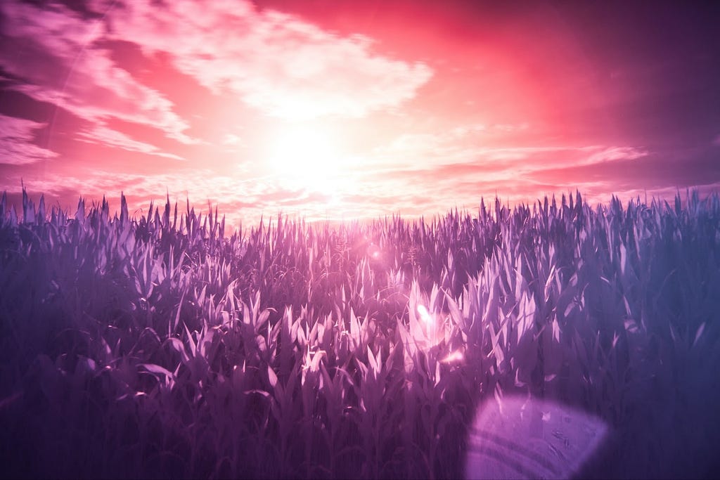An infrared image of outdoors