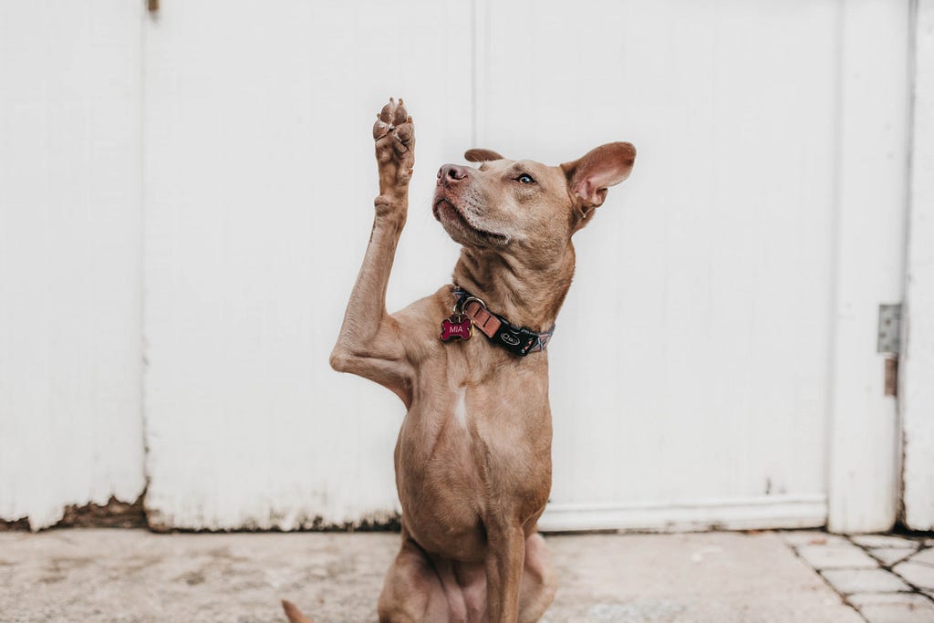 Dog raising paw to ask a question hands up ask questions