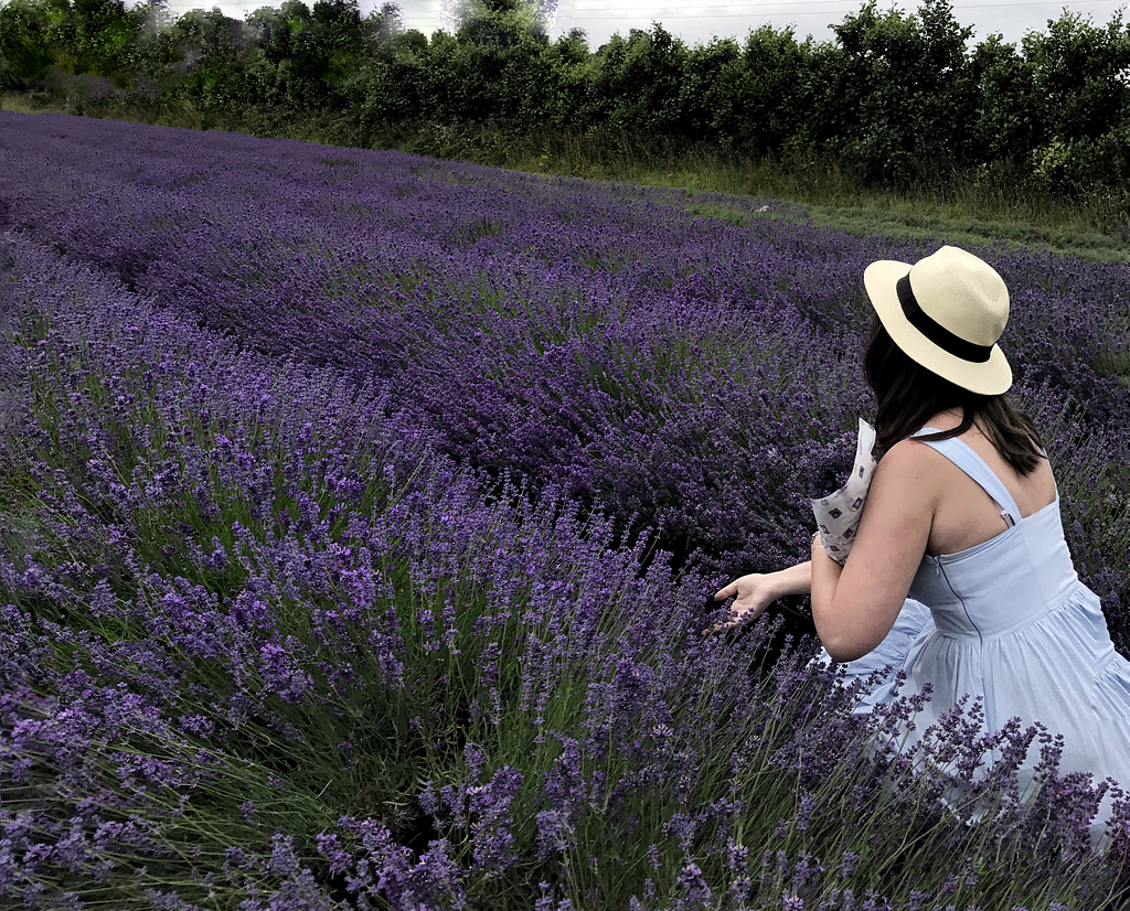 Lavender field Hop Shop kent