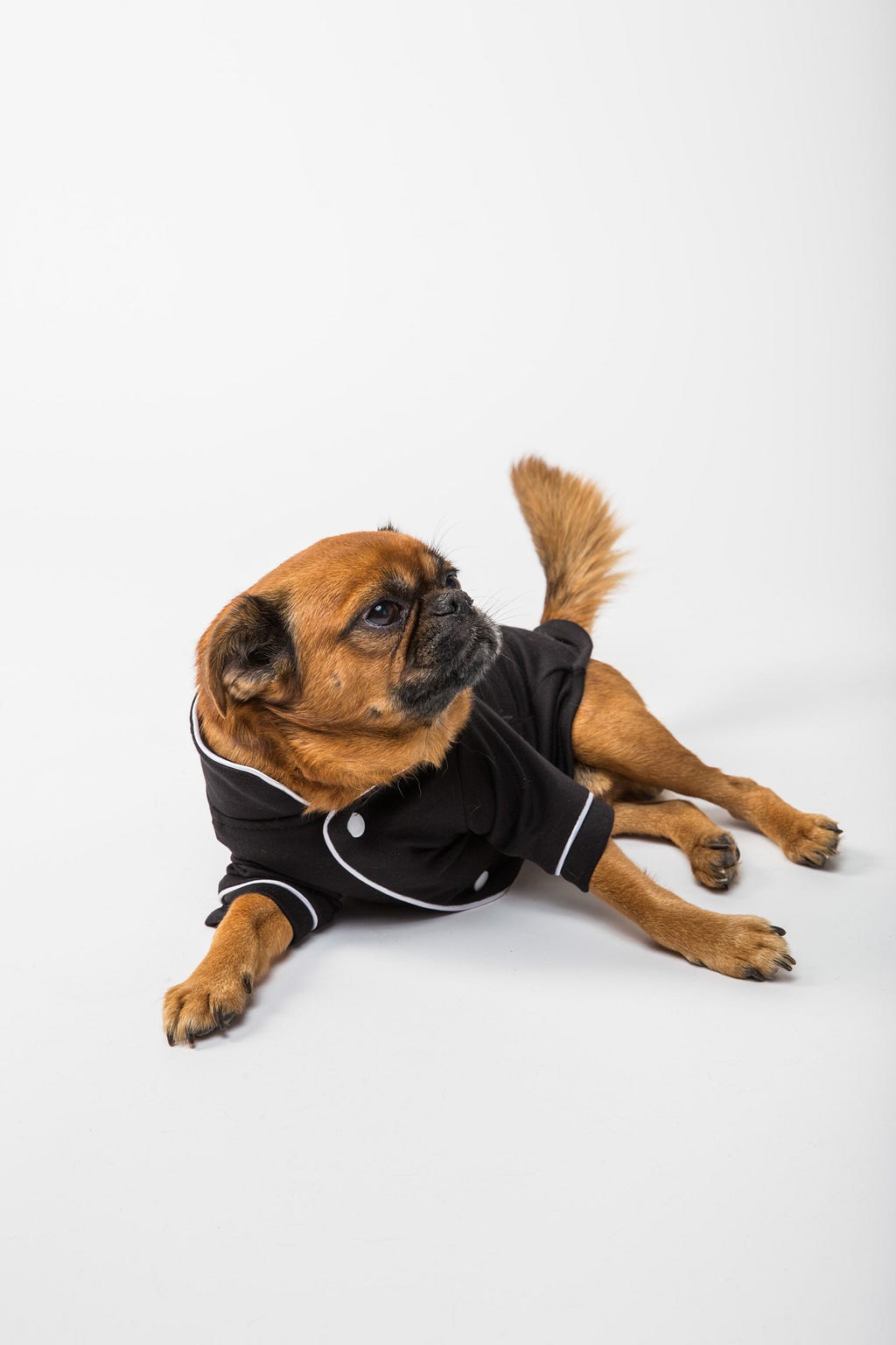 brown dog wearing black clothes is laid on the floor