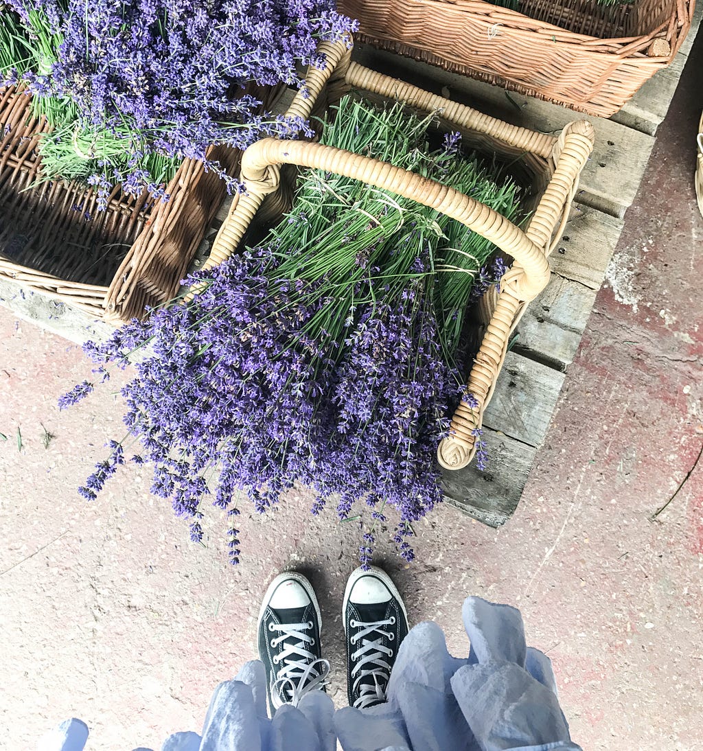 Lavender field Hop Shop kent