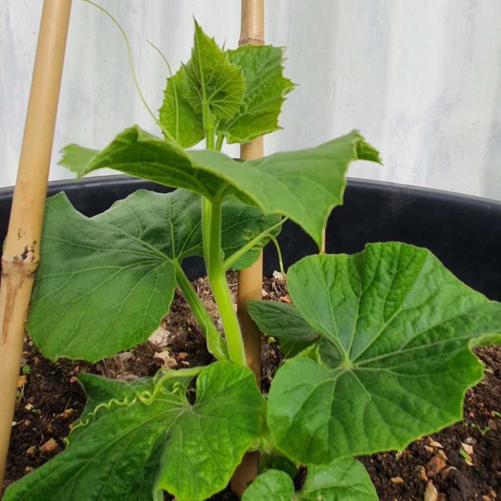 A bright green plant with wide but pointed leaves and curled tendrils attached to two beige canes in a black pot of brown compost