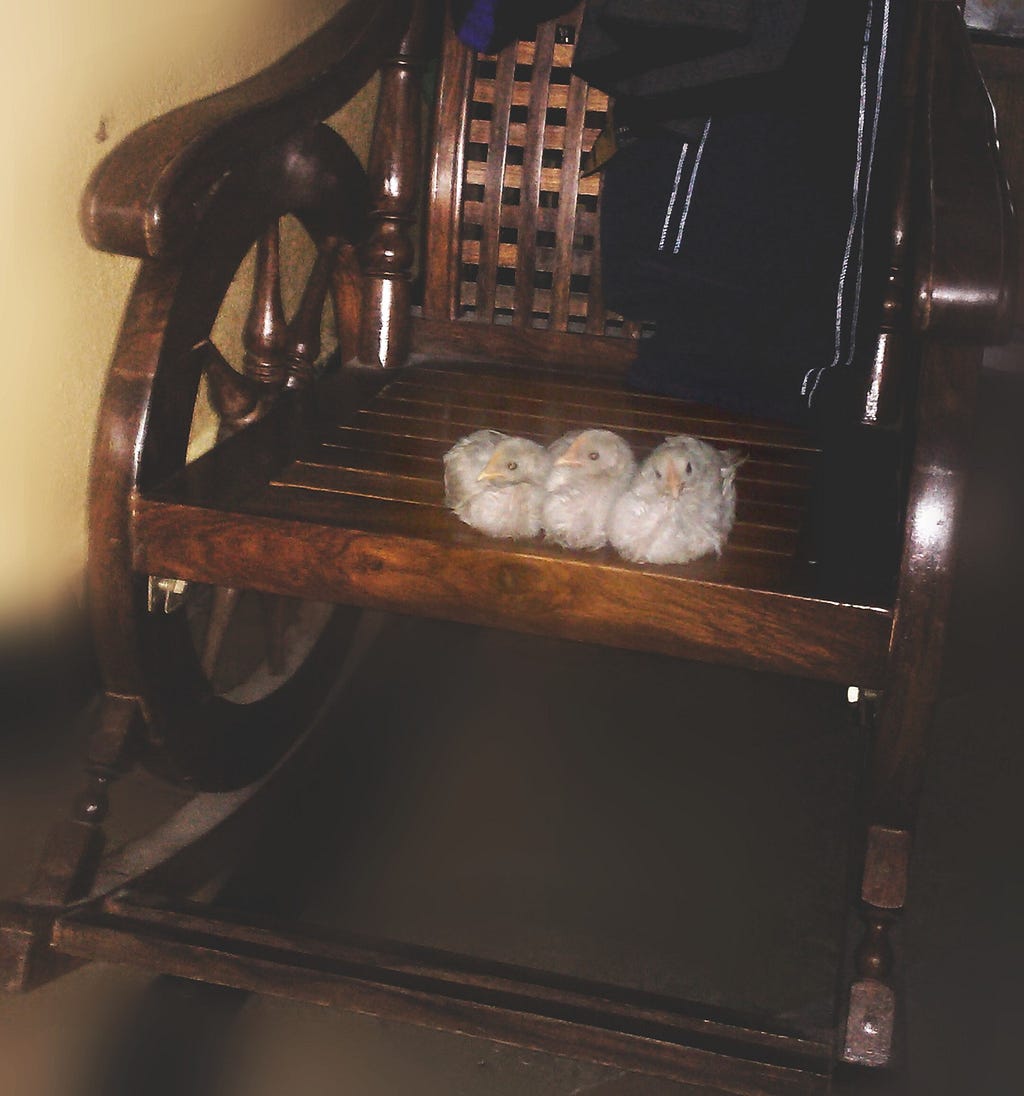 Three chicks sitting on a rocking chair.