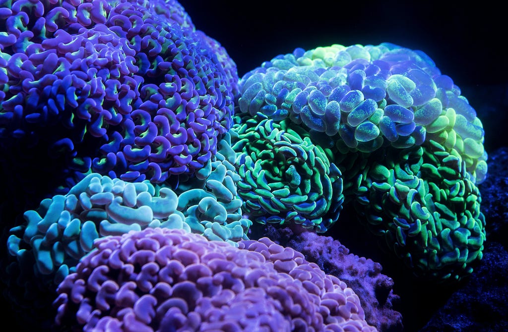 Are you looking to get some SPS corals for your aquarium