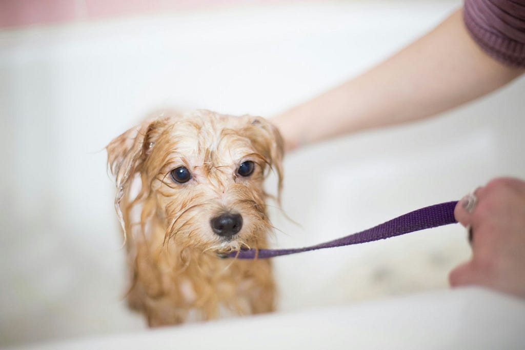 A small wet dog on a leash in the bathtub