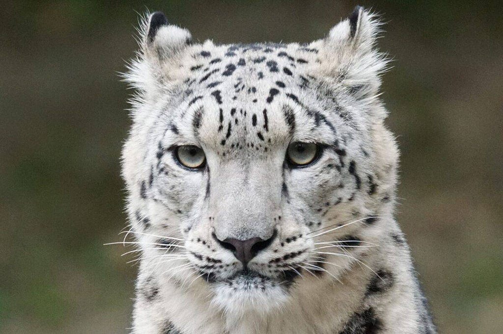 snow leopard