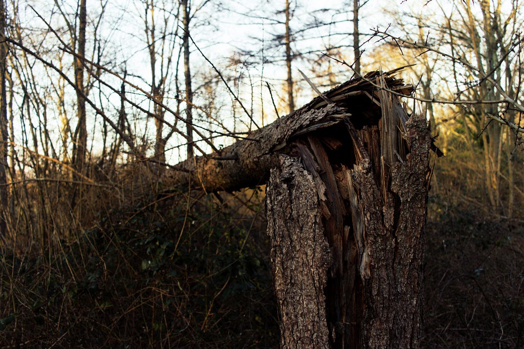 tree fallen over across its broken stump