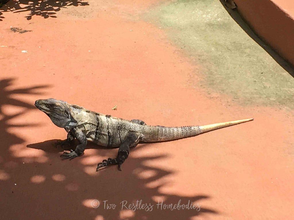 Huge iguana at Chabil Mar in Placencia, Belize