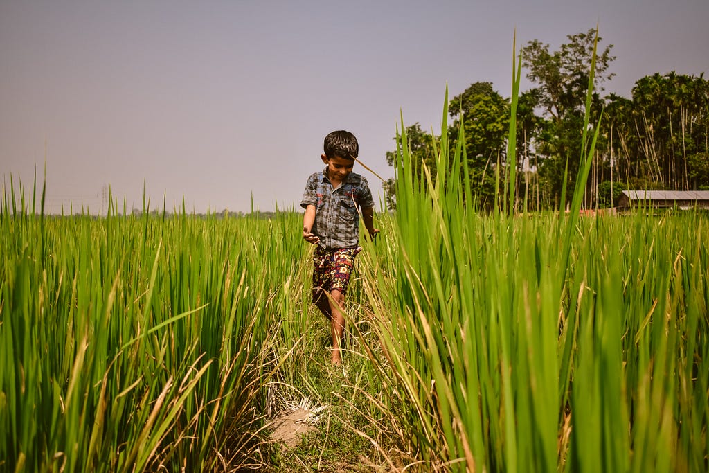 A child as tall as the grasses is walking in the field