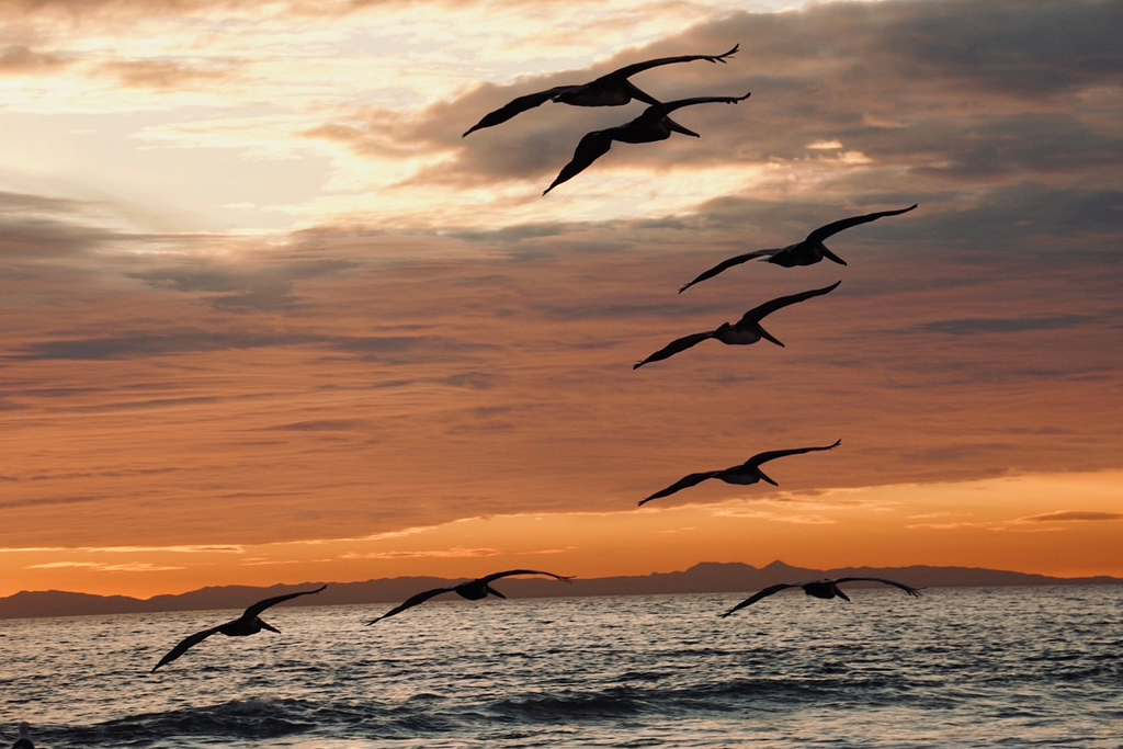 A flock of birds flying over the ocean.