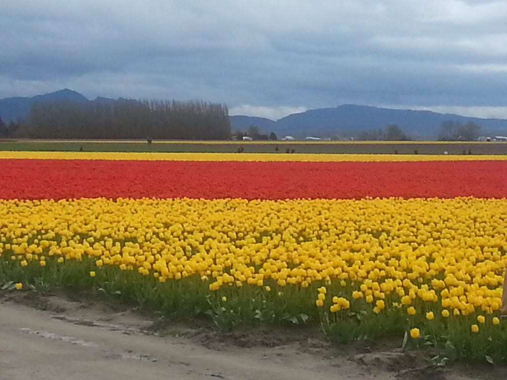 Tulip Festival, La Conner, WA, April 2013