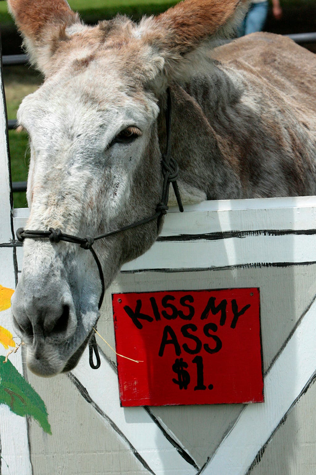 a donkey