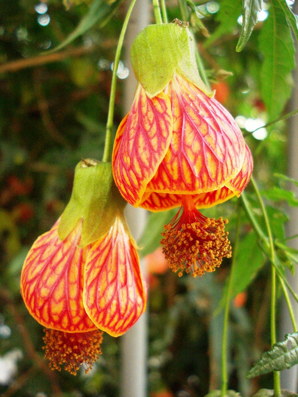 Image of a weeping maple flower.