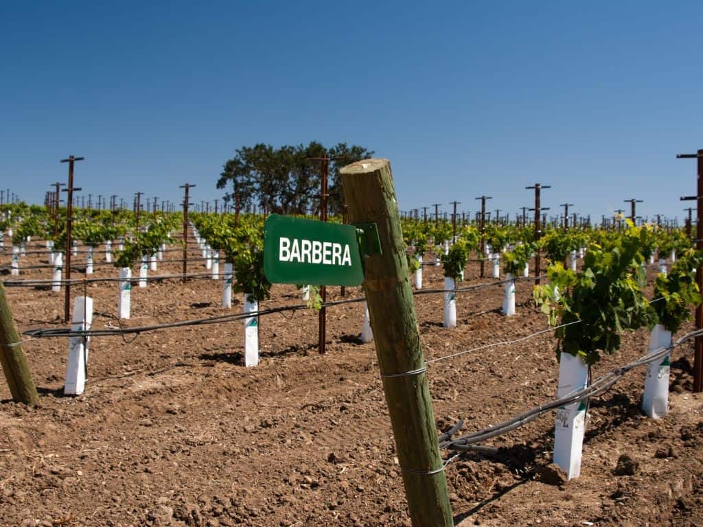 Barbera Kalifornien
