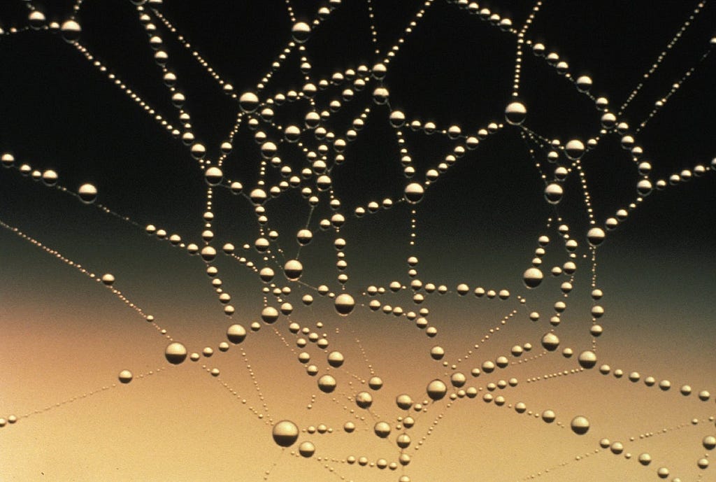 Spider’s web with raindrops