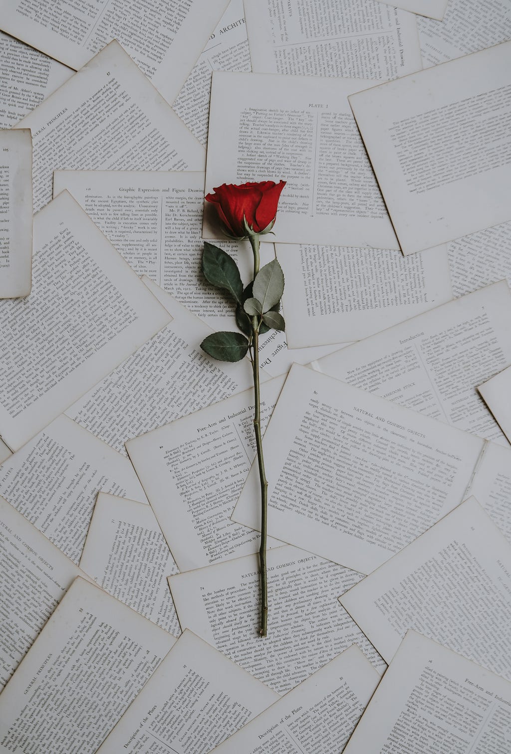a  single red rose laying atop a  pile of pages out of a