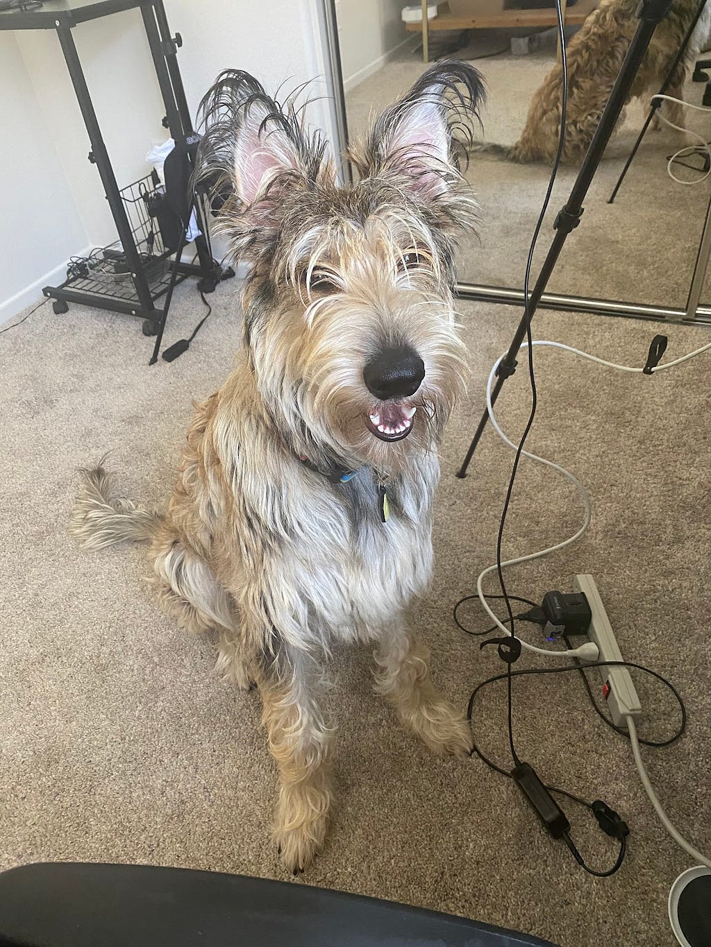 Ruthie, a light colored French Shepherd puppy, sits with her giant feet dangerously close to several cords connected to a camera, with a giant smile on her face