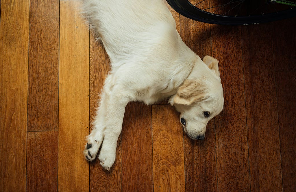 cute resting golden retriever