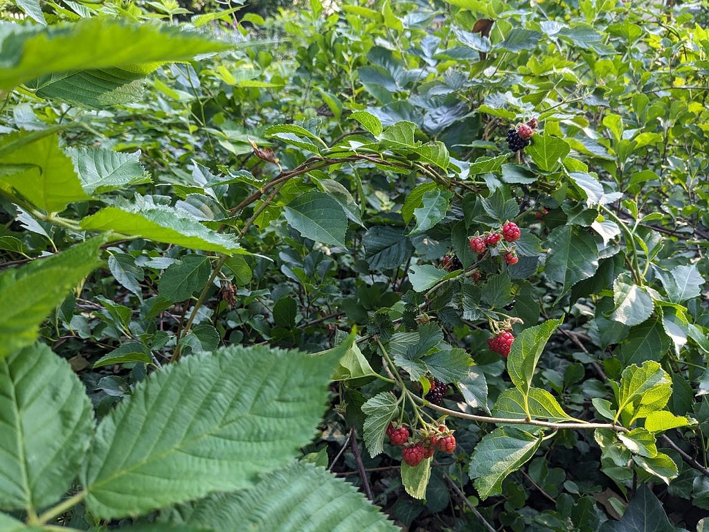 A wild blackberry bush with red, unripe blackberries as well as black ripe ones