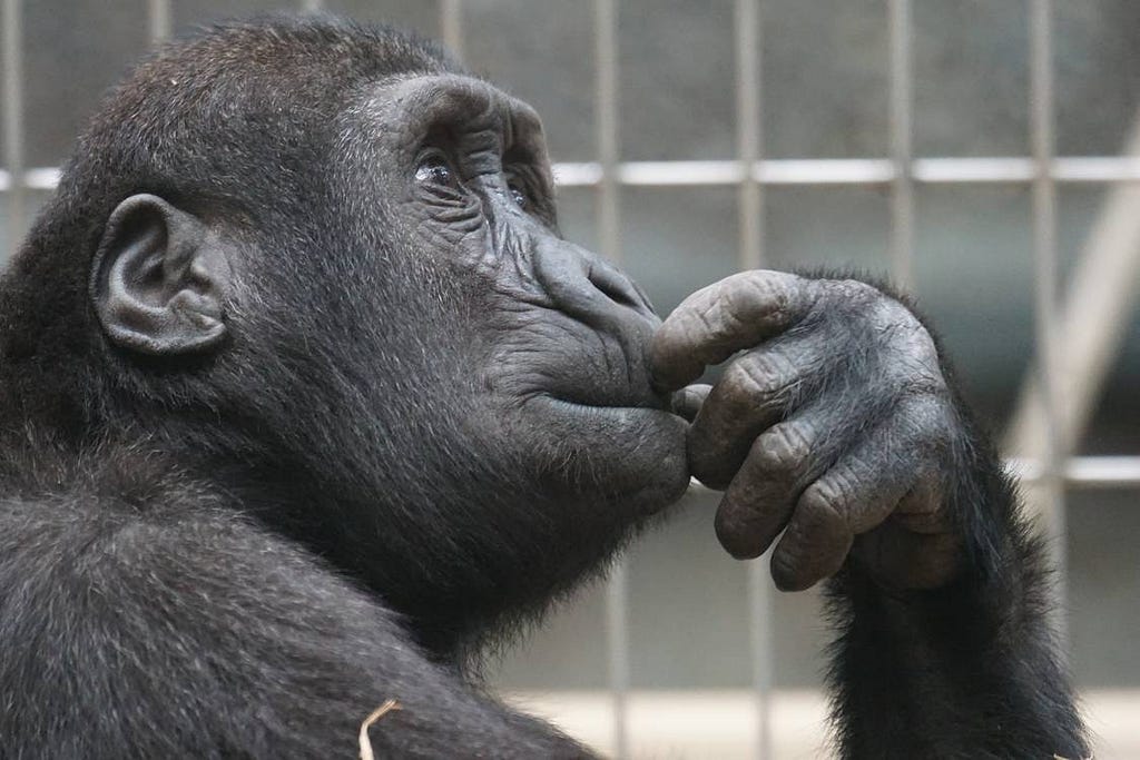 A gorilla holding his hand to his chin in a pose suggesting he is thinking