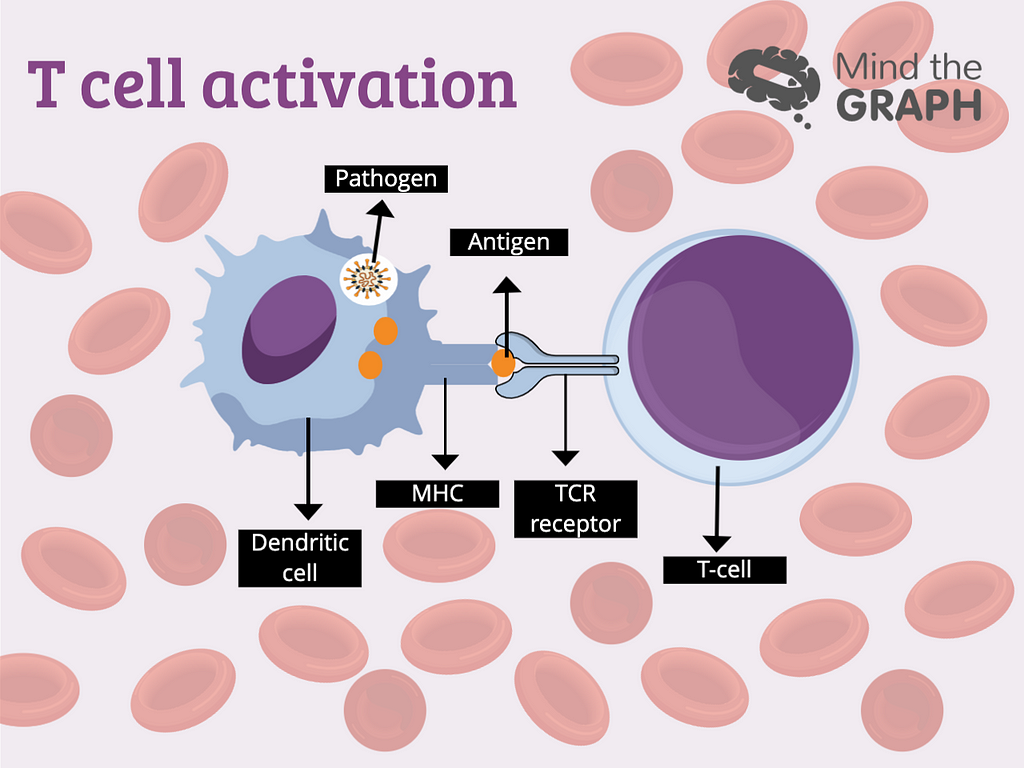 t cell activation