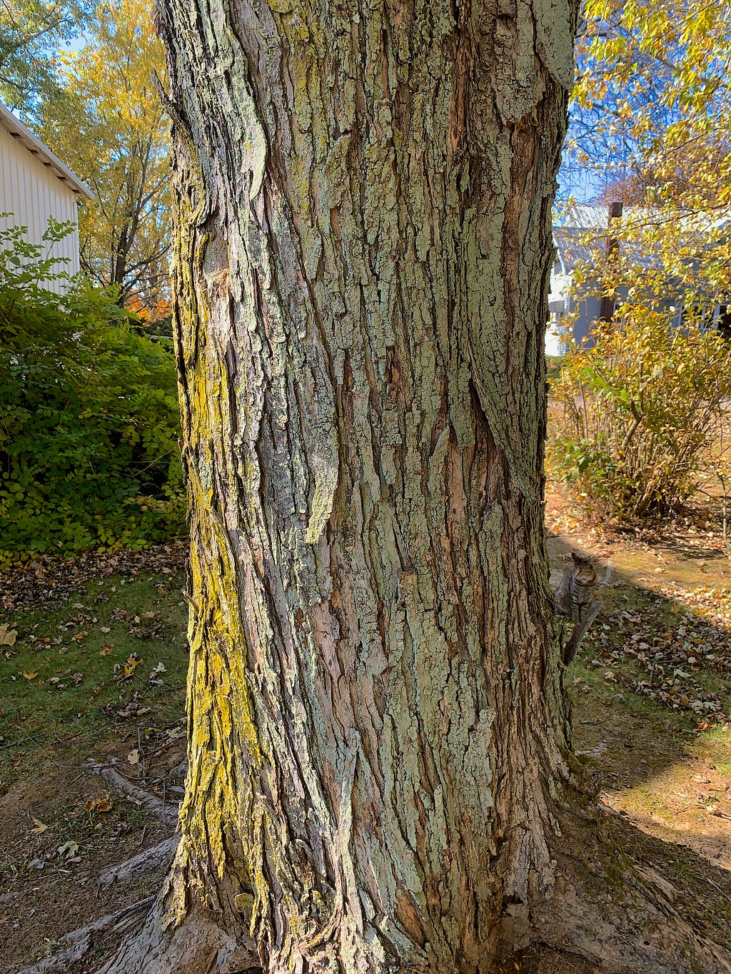 white oak tree trunk