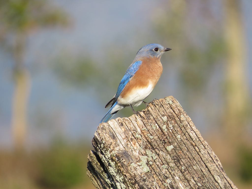 Vibrant in color, this Eastern bluebird is perched on an old post with its surroundings faded out. Photo Credit: Michelle Smith, USFWS.
