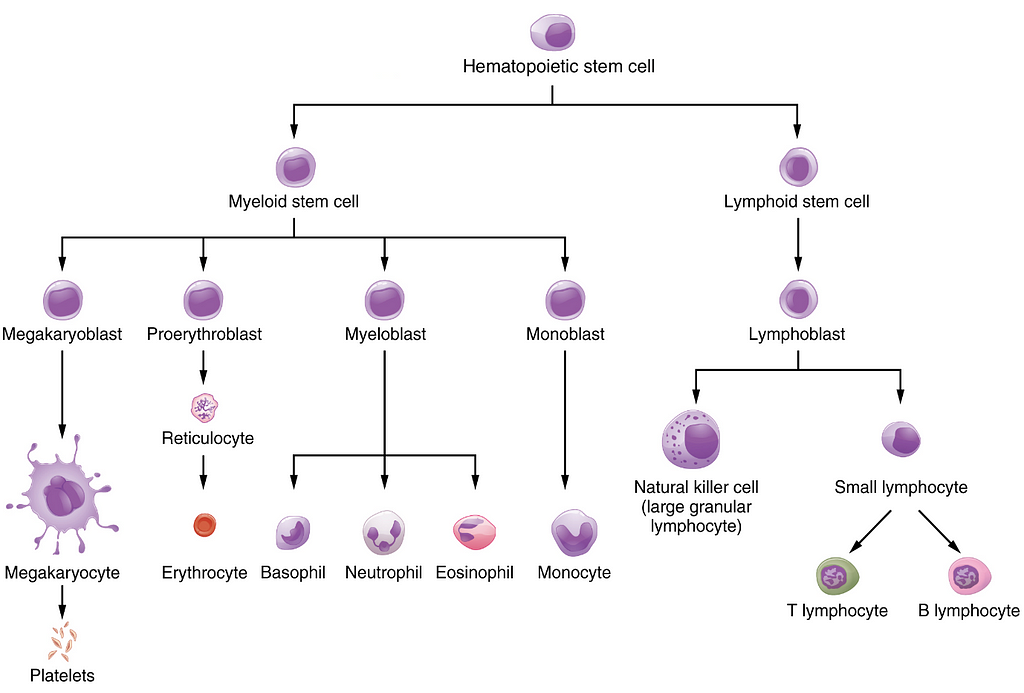 Figure showing types of cells which can arise from a Blood stem cell