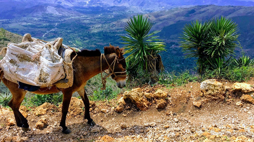 A donkey on a dirt path with palm trees in the background