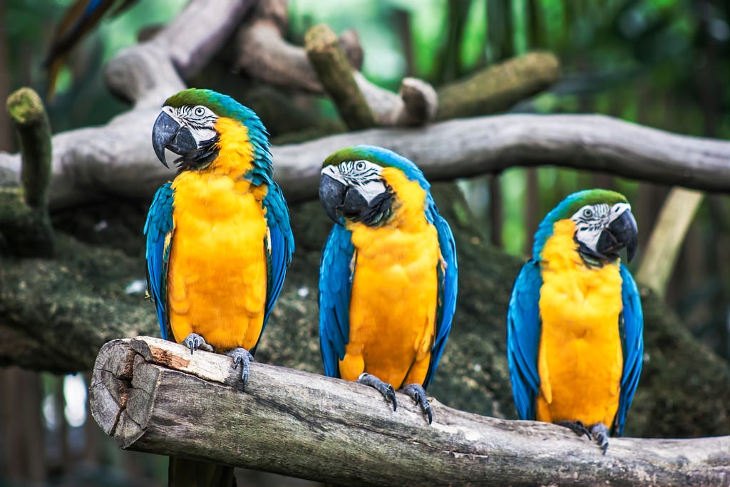 Three blue and yellow parrots on a branch.